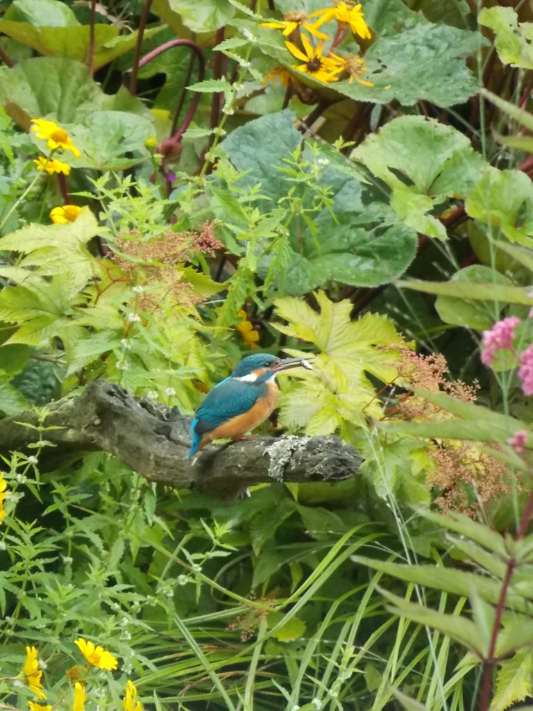 Der Vogel benötigt 5-7 Anläufe um einen Fisch zu ergattern