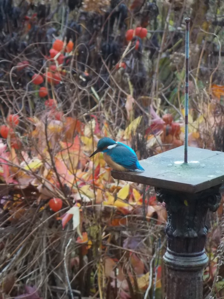 Ein Eisvogel beim Ansitzen auf kleine Fische im Teich .Der Ansitz ist etwa 2,5m von der Wasserfläche entfernt, ein erfolgreicher Fischfang ist daher recht schwierig.