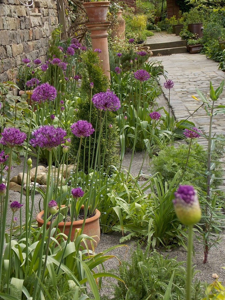 Im Frühling dominieren Allium , Zierlauch in unterschiedlichen Sorten.